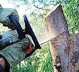 Professional Tree Care in Pine Ridge, PA