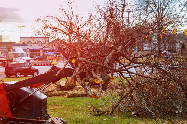 Best Storm Damage Tree Cleanup  in Pine Ridge, PA
