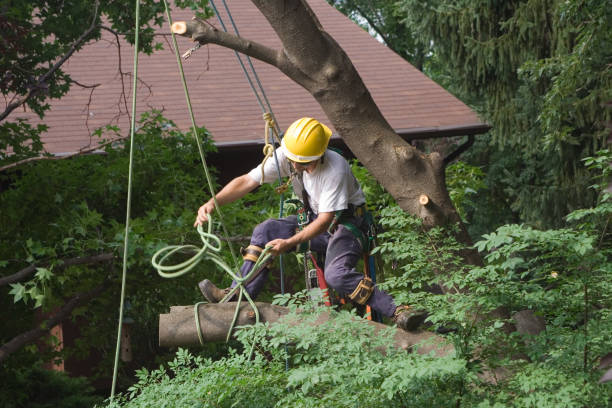 Lawn Maintenance Plans in Pine Ridge, PA