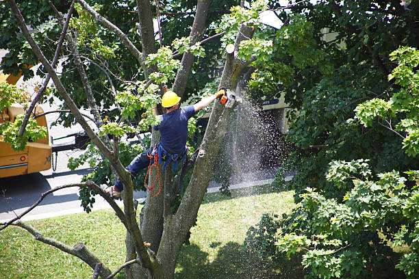 Best Seasonal Cleanup (Spring/Fall)  in Pine Ridge, PA