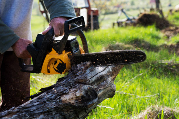 Best Stump Grinding and Removal  in Pine Ridge, PA