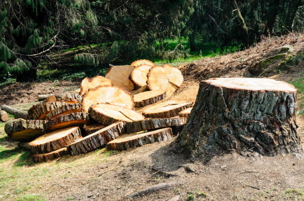 Best Utility Line Clearance  in Pine Ridge, PA